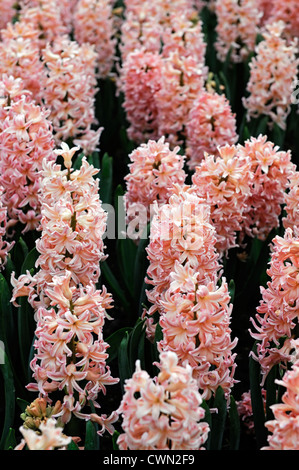 hyacinth hyacinthus orientalis gypsy queen pale orange pastel flower flowers blooms blossoms bed beds border spring bulb display Stock Photo