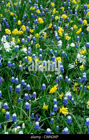 triteleia hyacinthina Muscari mount hood narcissus sundial Anemone blanda white splendor Mixed bed border spring blooming bulbs