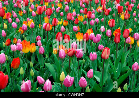 Tulipa banja luka Tulipa early glorie Tulipa red impression Tulipa easter surprise Mixed bed border spring blooming bulbs orange Stock Photo