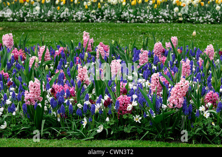 Mixed bed border spring blooming bulbs purple white pink colour color combo combination mix mixed planting display scheme Stock Photo