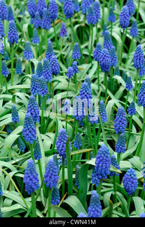 Muscari armeniacum cupido blue grape hyacinth flowers bed spring bulb flowering bloom blossom Stock Photo