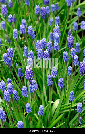 Muscari aucheri Dark Eyes blue grape hyacinth flowers bed spring bulb flowering bloom blossom Stock Photo