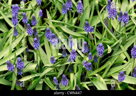 Muscari botryoides Superstar blue grape hyacinth flowers bed spring bulb flowering bloom blossom Stock Photo
