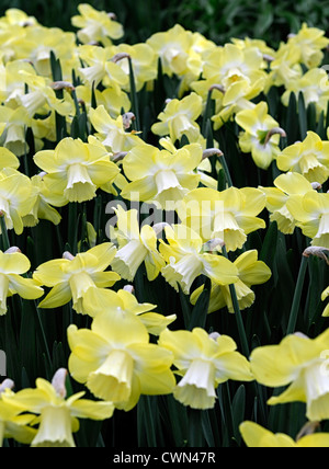 Narcissus avalon daffodil large cup cupped flowers drift bed spring bulb            flowering bloom blossom pale yellow Stock Photo