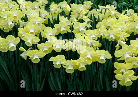 Narcissus avalon daffodil large cup cupped flowers drift bed spring bulb            flowering bloom blossom pale yellow Stock Photo