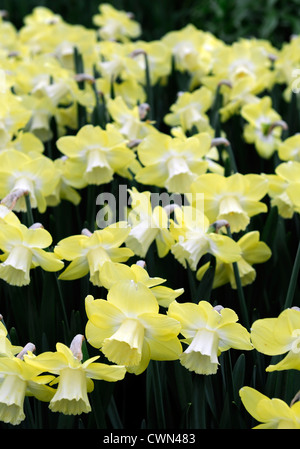 Narcissus avalon daffodil large cup cupped flowers drift bed spring bulb            flowering bloom blossom pale yellow Stock Photo