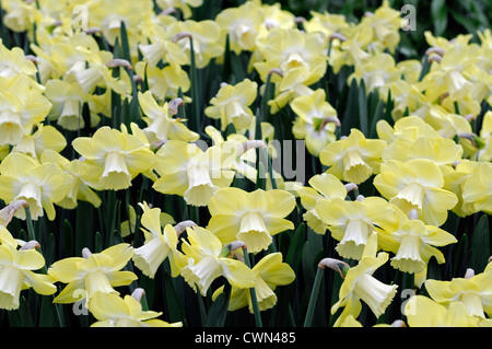 Narcissus avalon daffodil large cup cupped flowers drift bed spring bulb            flowering bloom blossom pale yellow Stock Photo