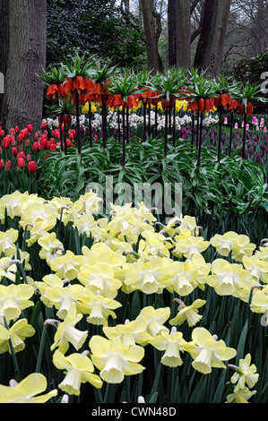 Narcissus daffodil avalon fritillaria imperialis rubra bed spring bulb flowers flowering bloom blossom mix mixed planting scheme Stock Photo