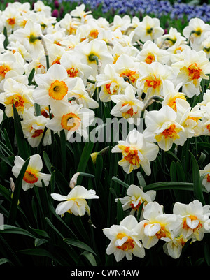 narcissus flower drift yellow orange white double daffodil flowers narcissi daffodils bulbs spring flowering bloom blossom Stock Photo