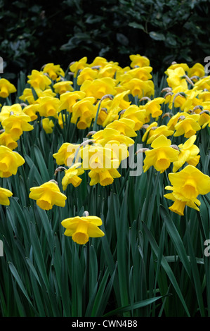 narcissus gold finger yellow trumpet daffodil flowers narcissi daffodils bulbs spring flowering bloom blossom Stock Photo
