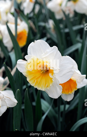 White And Orange Large-cupped Daffodils (narcissus) Professor Einstein 