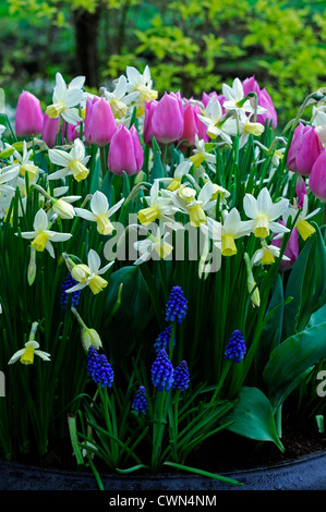 spring planter container pot display tulip tulipa narcissus muscari mix mixed planting scheme colour color combination combo Stock Photo