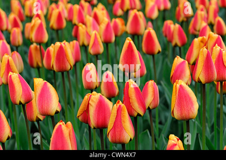 tulipa apeldoorns elite tulip darwin hybrid yellow orange garden flowers spring flower bloom blossom bed colour color Stock Photo