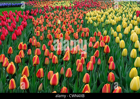 tulipa apeldoorns elite tulip golden parade darwin hybrid yellow orange garden flowers spring flower bloom blossom bed colour Stock Photo