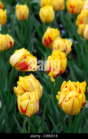 tulipa monsella double early tulip yellow red garden flowers spring flower bloom blossom bed colour color Stock Photo