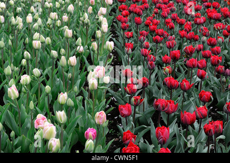 Tulipa angelique double late white pink red princess tulip flowers display spring flower bloom blossom bed colour color bulb Stock Photo