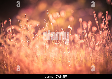 diversely plants in front of sunset Stock Photo