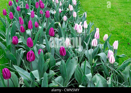 Tulipa flaming flag purple flag triumph tulip flowers display spring flower bloom blossom bed colour color bulb combo mix mixed Stock Photo
