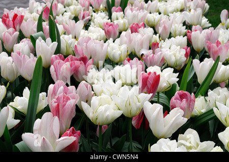 Tulipa flaming purissima exotic emperor fosteriana tulip flowers display spring flower bloom mix mixed bed planting scheme Stock Photo