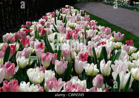 Tulipa flaming purissima exotic emperor fosteriana tulip flowers display spring flower bloom mix mixed bed planting scheme Stock Photo