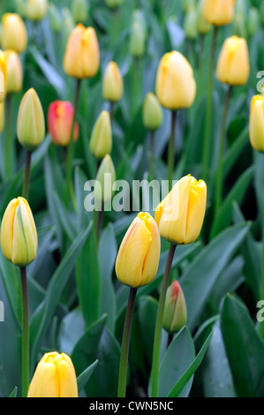 Tulipa golden apeldoorn darwin hybrid yellow tulip flowers display spring flower bloom blossom bed colour color bulb Stock Photo