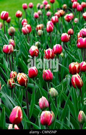 Red and white peony-flowered Double Early tulips (Tulipa) Sambuca bloom ...