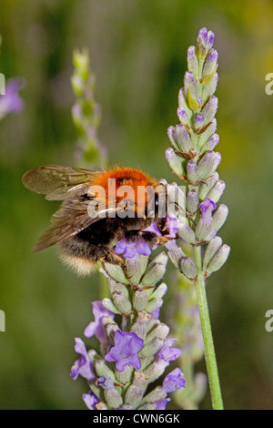 Tree Bumblebee (Bombus hypnorum) Feeding on lavender Stock Photo