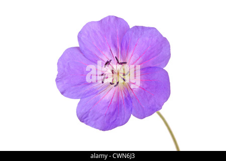 Single bright purple and red flower of the cultivated Geranium isolated against a white background Stock Photo