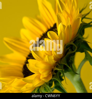 Helianthus annuus, Sunflower Stock Photo
