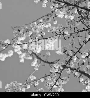 Prunus subhirtella 'Autumnalis', Cherry, Autumn flowering cherry Stock Photo