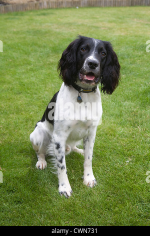 UK Young black and white English Springer Spaniel sitting on lawn of his home Stock Photo