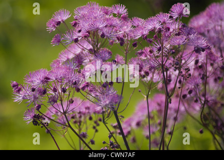 Thalictrum aquilegifolium, Meadow rue Stock Photo