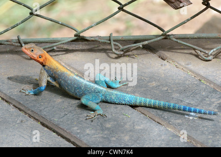 Male Agama Lizard (or red-headed Rock Lizard or Rainbow Lizard) Stock Photo