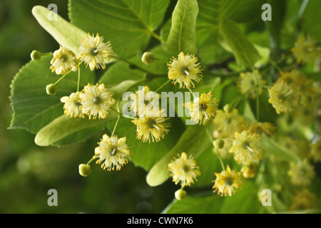 Tilia europea, Linden, Lime tree with yellow flowers among green leaves. Stock Photo