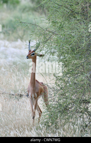 Gerenuk Stock Photo