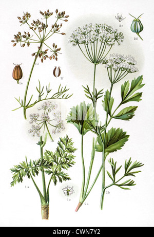 Caraway and other herbs Stock Photo