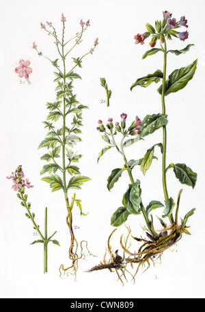 Verbena and other herbs Stock Photo