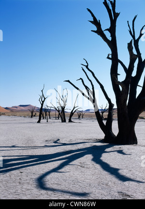 Acaia erioloba, Camel thorn Stock Photo