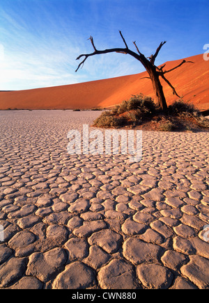 Acaia erioloba, Camel thorn, dead tree beside red sand dune and dry cracked earth in Deadvlei clay pan in Namibia, Sossussvlei. Stock Photo