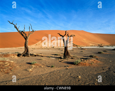 Acaia erioloba, Camel thorn Stock Photo