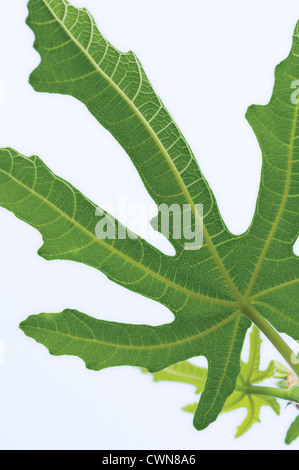 Ficus carcia, Fig Stock Photo