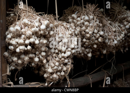 Dry garlic bulbs in a storage Stock Photo