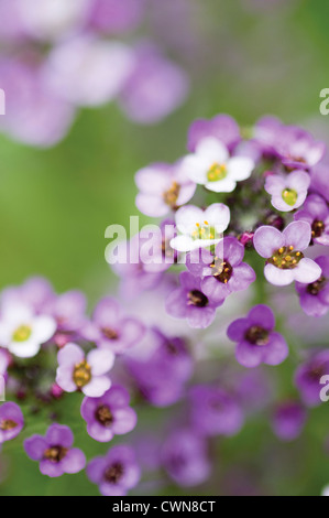 Lobularia maritima 'Royal Carpet', Alyssum Stock Photo