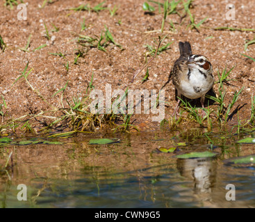 Lark Sparrow, Chondestes grammacus, in Sonoran Desert in Southern Arizona. Stock Photo