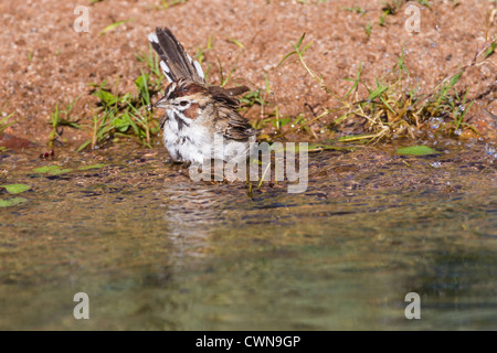 Lark Sparrow, Chondestes grammacus, taking a bath, in Sonoran Desert in Southern Arizona. Stock Photo