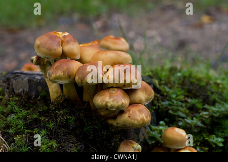 Brick Tuft (Hypholoma lateritium) mushrooms growing on a mossy tree stump in a forest Stock Photo