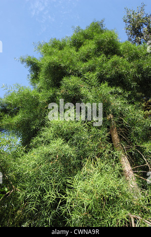 Willow Podocarp Podocarpus salignus (Podocarpaceae) Stock Photo