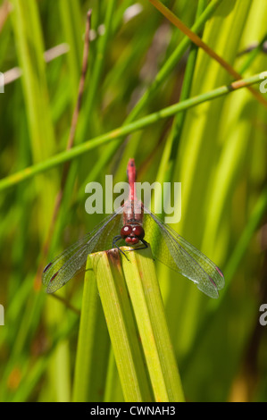 Ruddy Darter dragonfly at rest, frontal view Stock Photo