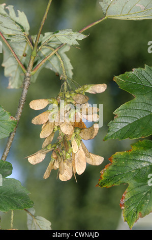 Sycamore Acer pseudoplatanus Aceraceae Stock Photo