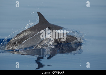 Pantropical Spotted Dolphins, Stenella attenuata, Schlankdelfine, mother and calf surfacing, Maldives Stock Photo